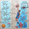 Action mechanism and sports performance of methyltrenbolone