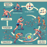 Retatrutide's impact on athletes' energy metabolism