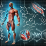 Gonadotropin: analyzing its influence on muscle hypertrophy