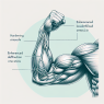 Hardening effect of oxymetholone compresse on muscles